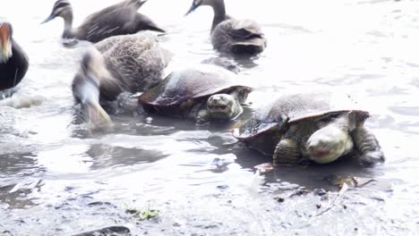 Tortugas-Y-Pájaros-Alimentándose-En-Una-Laguna