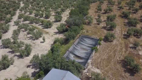 aerial tilt up shot of an oil warehouse surrounded by olive trees in the south of spain