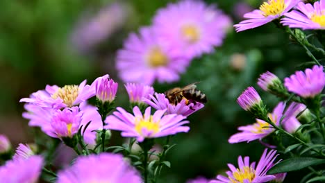 bee collecting pollen from flower