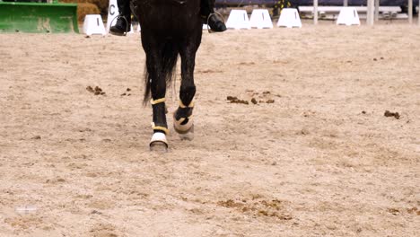 front view close up of horse paws with tendon boots dressage