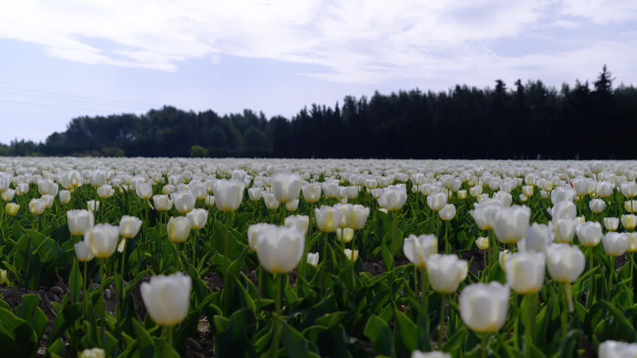 Slowmotion of white and yellow Jonquières tulips growing in numbers in a field
