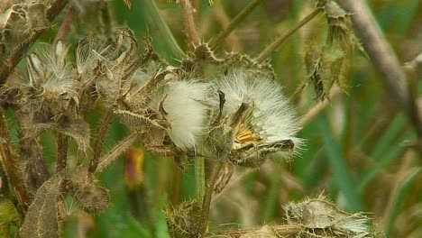 seeds of the prickly sow-thistle-sonchus asper growing on a grass verge in rutland, england