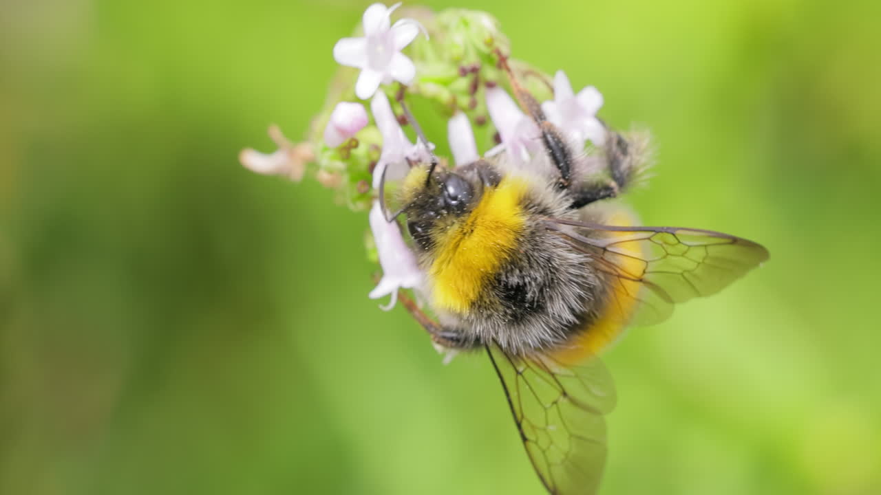 벌은 이 좋은 날에 꽃의 을 모으고 있다. 벌을 스로모션으로 찍은 매크로.