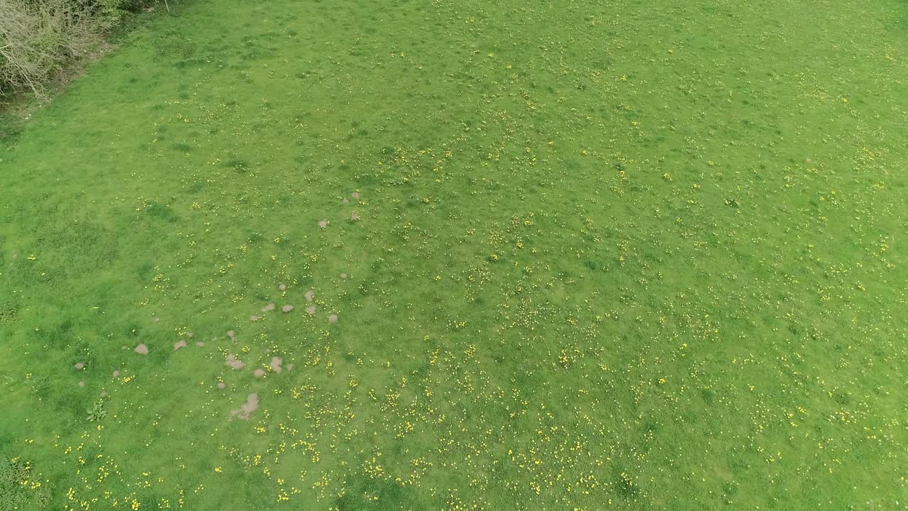 la antena se inclina y se eleva sobre un campo de hierba con dientes de león en flor.