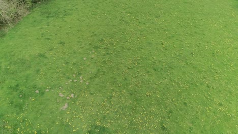 Aerial-tilts-and-rises-above-a-grass-field-with-flowering-dandelions