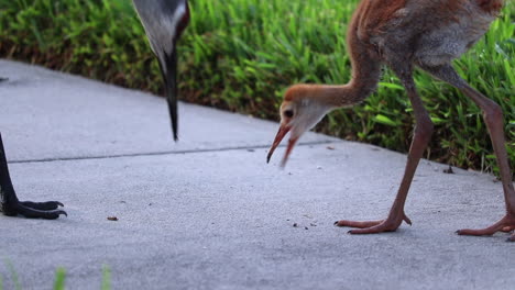 close-up of mother sandhill crane feeding baby sandhill crane