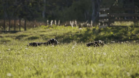 black lambs lying in grass in sunset, english countryside, slow motion
