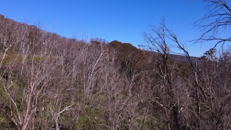 Árboles-Sin-Hojas-En-La-Ladera-De-La-Montaña-Del-Parque-Nacional-Kosciuszko-En-Nueva-Gales-Del-Sur,-Australia