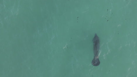 aerial: lone manatee swims in shallow murky florida ocean water