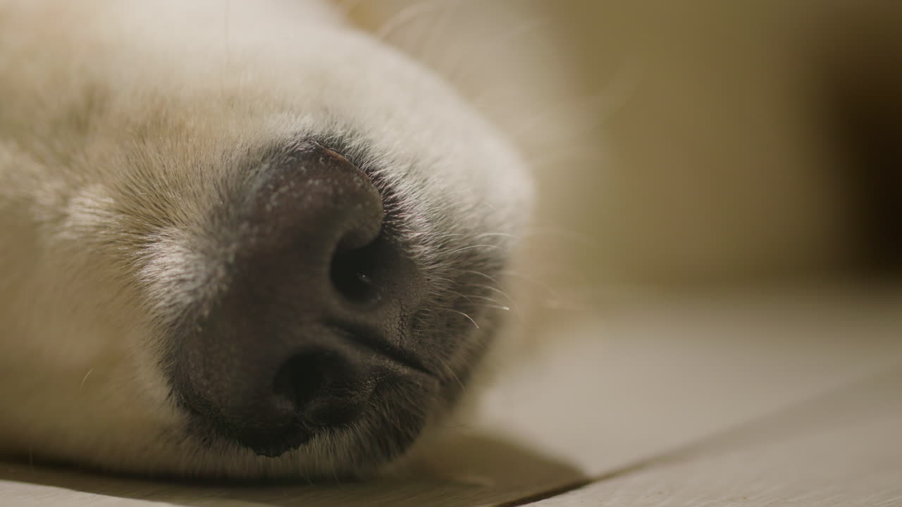 잠자는 골든 리트리버 의 코 의 클로즈업