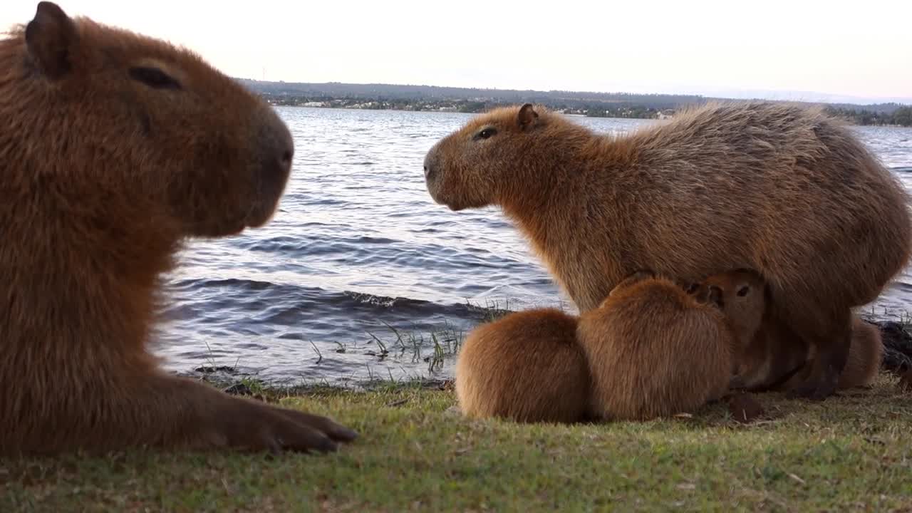familia de capíbaras relajándose en la orilla del lago paranoia en brasilia, brasil