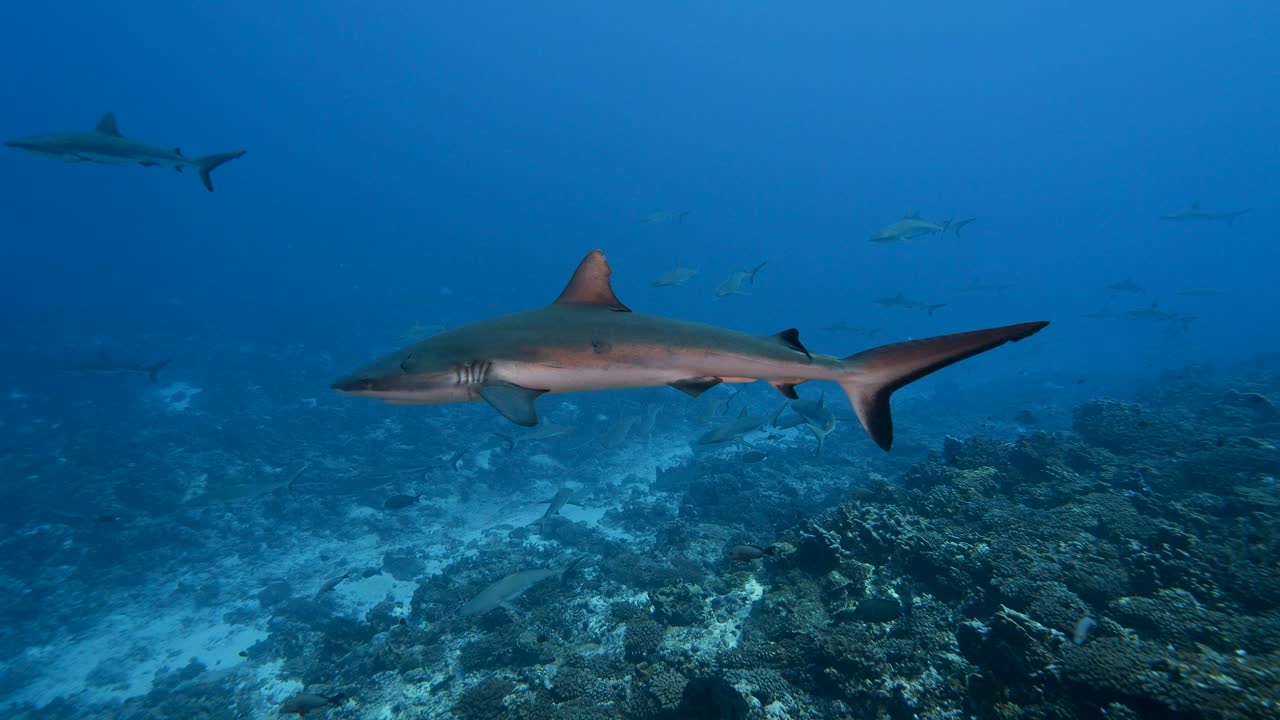escuela de tiburones grises de arrecife patrullando un arrecife de coral tropical en aguas claras, en el atolón de fakarava en el océano pacífico sur alrededor de las islas de tahití