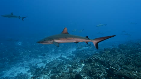 School-of-grey-reef-sharks-patrolling-a-tropical-coral-reef-in-clear-water,-in-the-atoll-of-Fakarava-in-the-south-pacific-ocean-around-the-islands-of-Tahiti