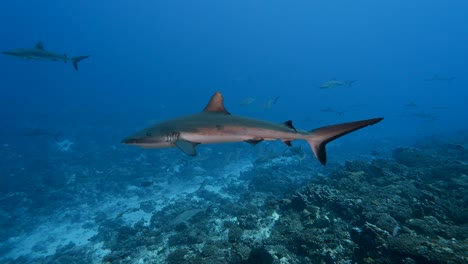 school of grey reef sharks patrolling a tropical coral reef in clear water, in the atoll of fakarava in the south pacific ocean around the islands of tahiti