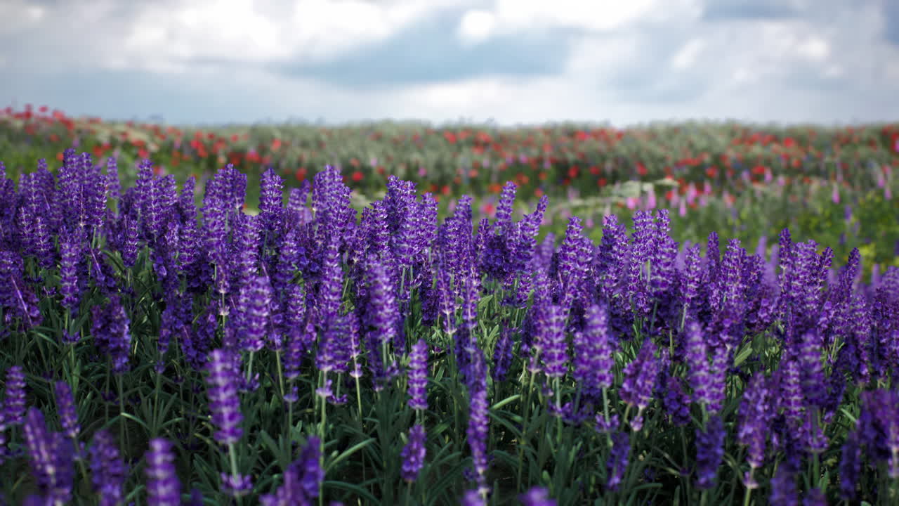 꽃이 피는 라벤더