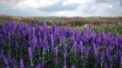 el campo de lavanda en plena floración