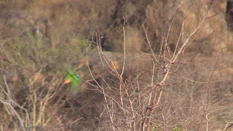 two rosy-faced lovebirds on a tree with no leaves