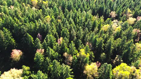 Vista-Aérea-De-Arriba-Hacia-Abajo-De-Un-Exuberante-Bosque-Verde-En-Verano,-4k