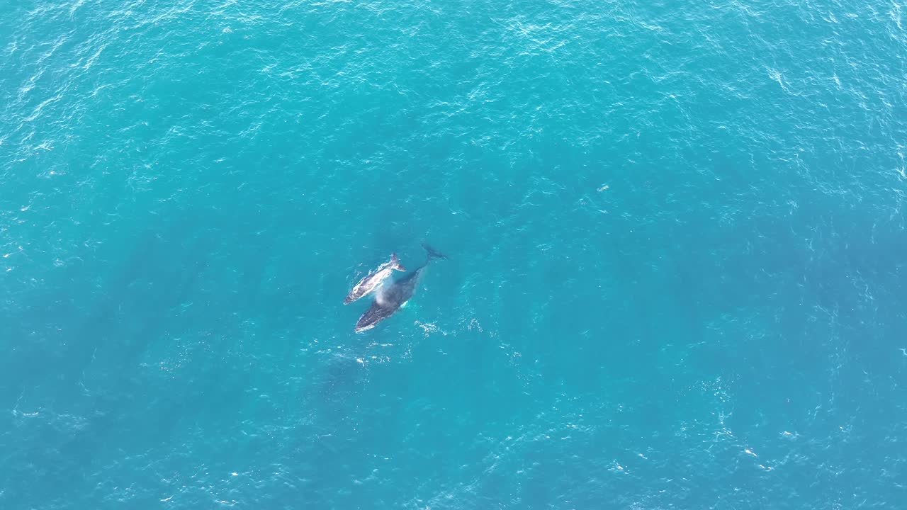 Whales Swimming On Surface Of Blue Ocean In North Stradbroke Island, 60 FPS Top Down Wide Angle Aerial Drone shot of Mother and Calf Whale 4K QLD, Australia