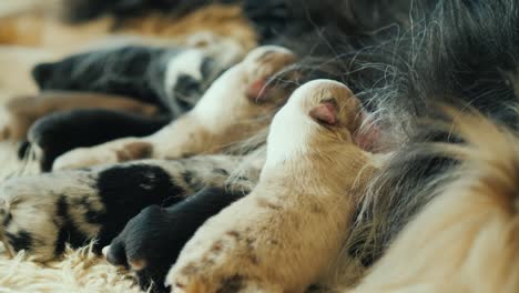 many small newborn puppies eat mother's milk. close-up shot