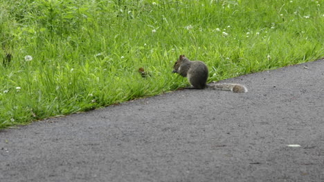 a squirrel eating nuts in the grass alongside the road