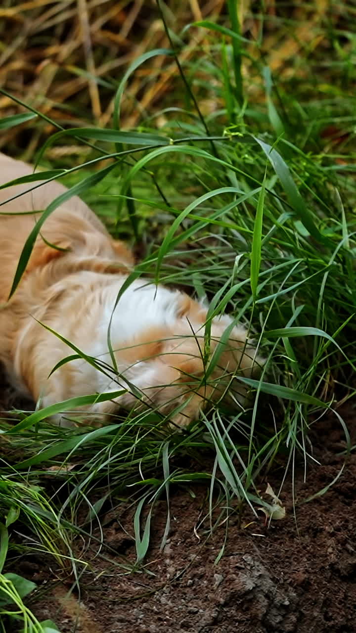 Dog playing in the grass