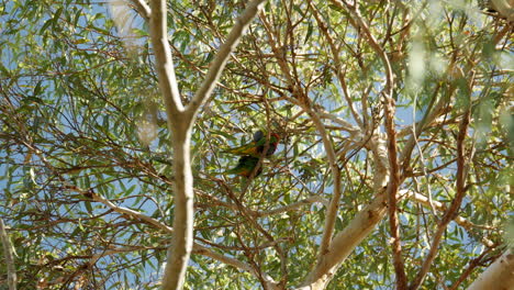 Dos-Loros-Machos-De-Rabadilla-Roja-Posados-En-Lo-Alto-De-Un-árbol-De-Goma