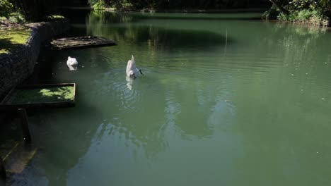 swans in a pond