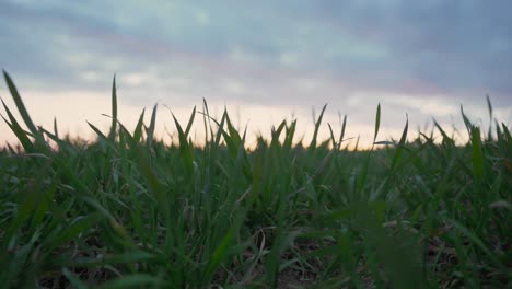 Closeup-of-grass-in-a-field