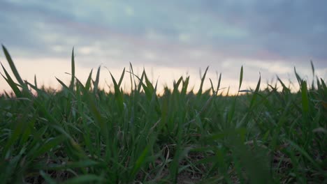 Primer-Plano-De-La-Hierba-En-Un-Campo