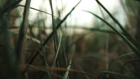 Slow-Motion-Ocean-dune-Grass-in-the-wind-Island-Fanø-In-Denmark-near-the-Beach-And-Sea