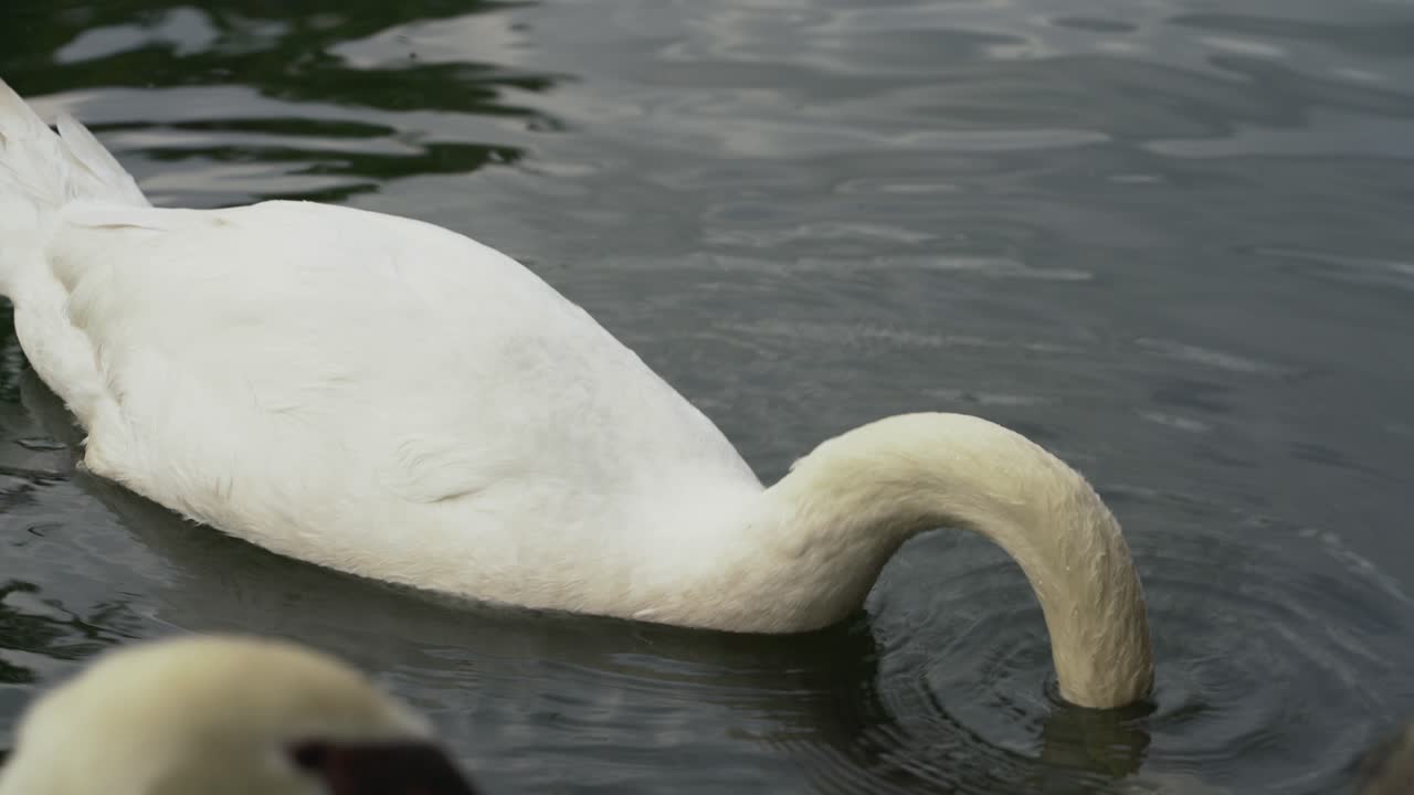 cerca de la cabeza del cisne blanco en el lago en singapur