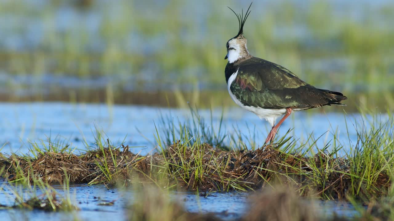 발 떨림 동작으로 지렁이와 함께 습지에서 먹이를 찾는 댕기물떼새