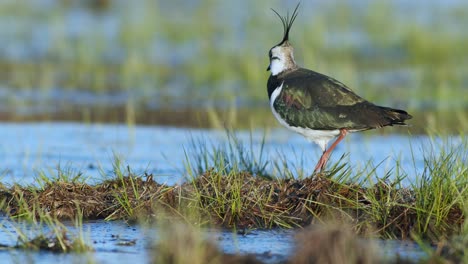 lapwing feeding on wetland with rain worm using foot-trembling movements food-seeking