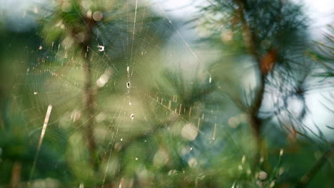 Spider-insect-weaving-cobweb-in-close-up-nature-summer-rainforest-outdoors.