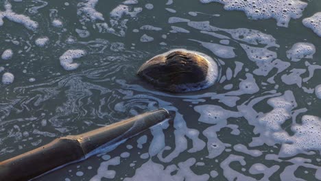 agua sucia jabonosa con bambú y coco flotando en el río ganges en varanasi, estado de uttar pradesh, india