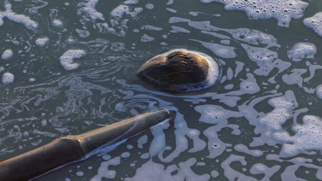 soapy dirty water with bamboo and coconut floating in the river ganges at varanasi, state of uttar pradesh, india