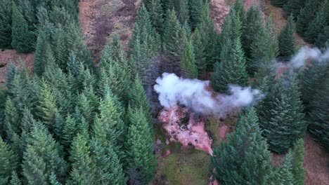 Pine-Trees-With-Steaming-Hot-Springs-In-Hveragerdi-Geothermal-Park-In-South-Iceland