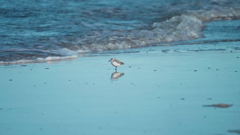 delicate sanderling seabird swiftly navigating the shoreline as the waves break upon the sandy beach