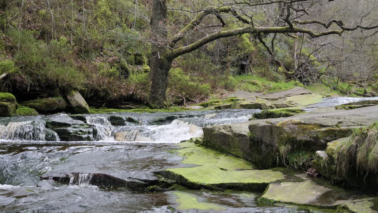 cascada de arroyo de bosque en movimiento lento, escena de serenidad de la naturaleza con piscina tranquila debajo, vegetación exuberante y piedras cubiertas de musgo, sensación de paz y belleza intacta de la naturaleza en el ecosistema forestal