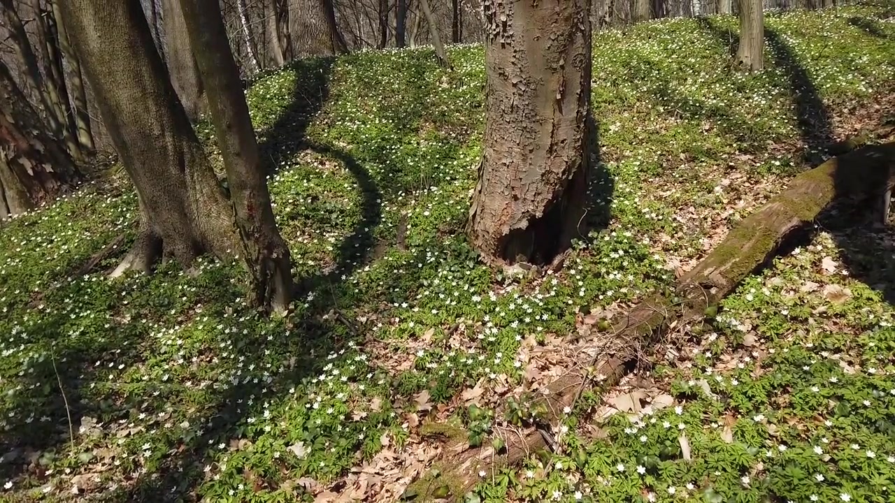 森に咲く白いアネモネの花