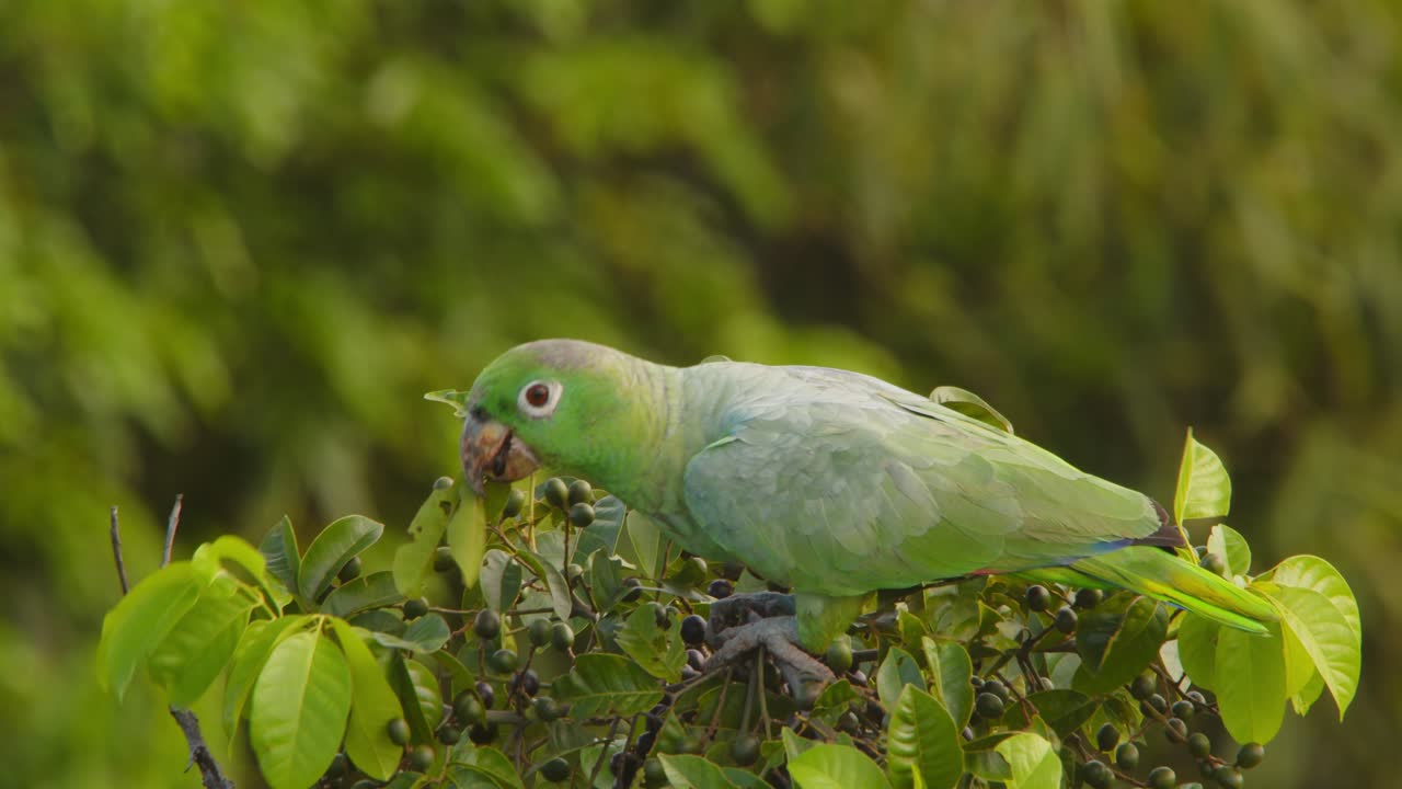 A Mealy Parrot enjoys fresh fruit in the morning sun, perched among lush foliage in Peru’s Amazon jungle.