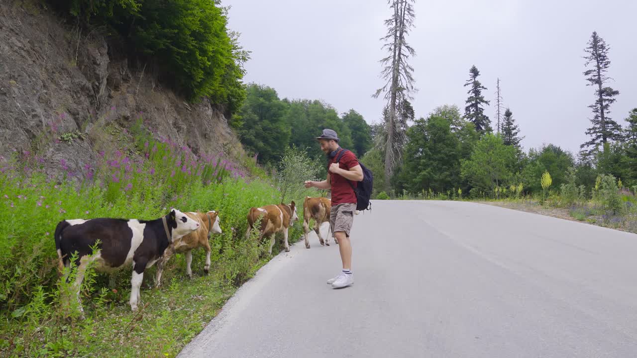 숲에서 송아지를 사랑하는 것.