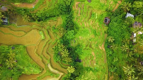 bellas imágenes cinematográficas de ubud, bali drone con exótica terraza de arroz, pequeñas granjas y plantaciones agroforestales