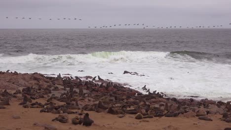 Miles-De-Focas-Y-Crías-Se-Reúnen-En-Una-Playa-Atlántica-En-Cape-Cross-Seal-Reserve,-Namibia-2