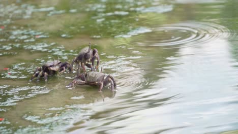 small crabs in shallow water