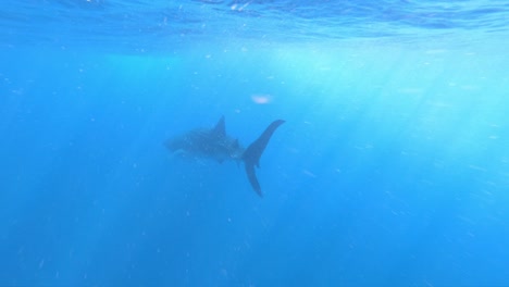gopro slow motion behind a whaleshark swimming under water in the ocean