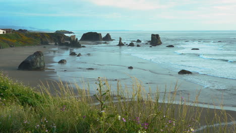 wildflowers growing on the bluff at bandon beach, a southern oregon state park with many sea stacks