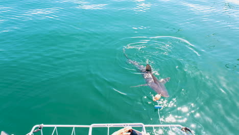 Tiburón-Atraído-Con-Cebo-Para-Que-Los-Turistas-Lo-Vean---Industria-De-Buceo-En-Jaulas-De-Tiburones