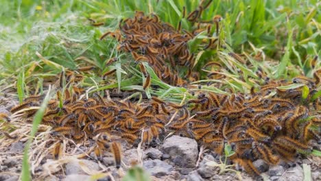 ocnogyna loewii catterpillers pack moving and crowling,low grass close-up